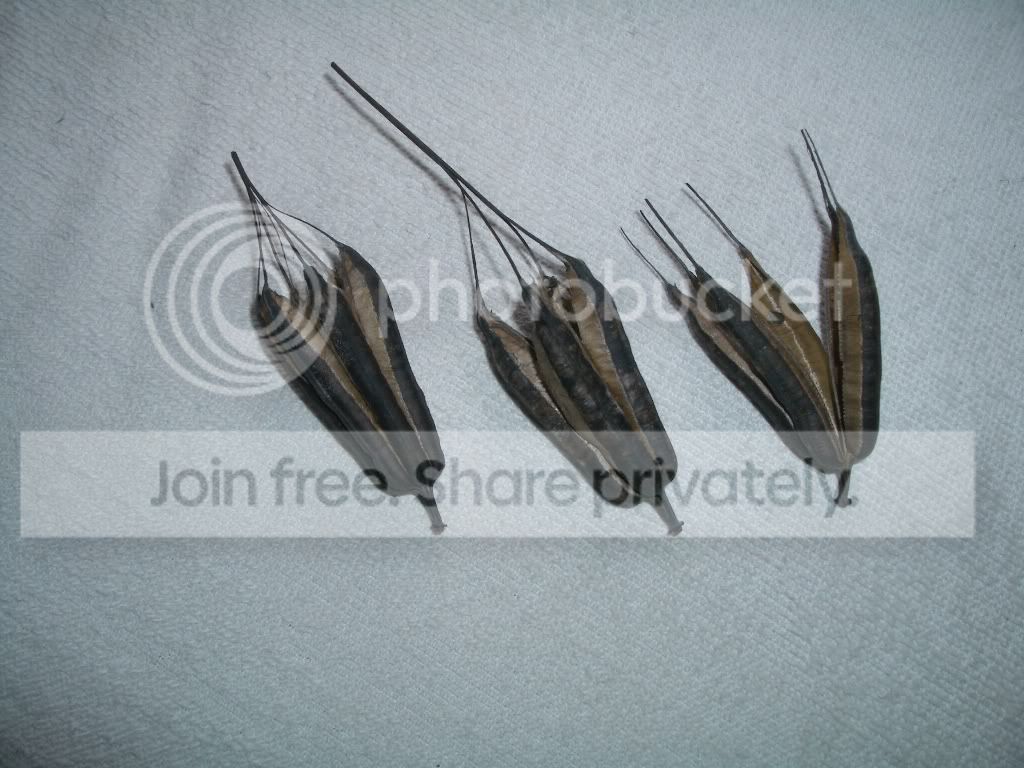 IMGP6349.jpg