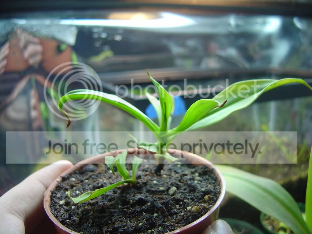 Madagascariensis001.jpg