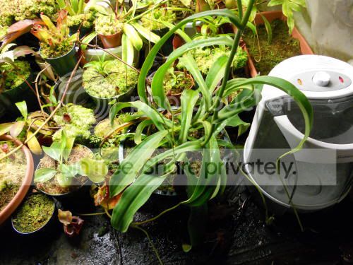 Novataplant_1-15-12.jpg