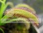 narrow_leaf.jpg