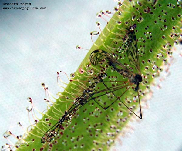 dr_regia02.jpg