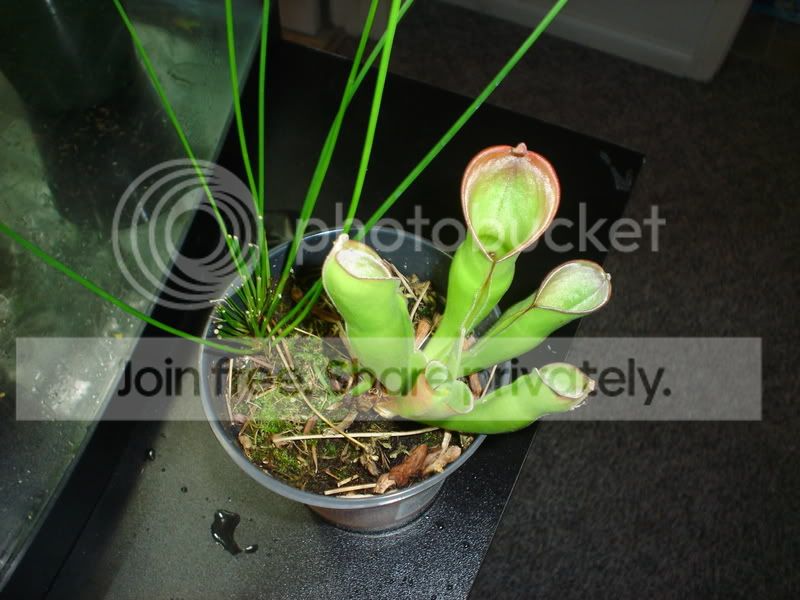 CPs010.jpg