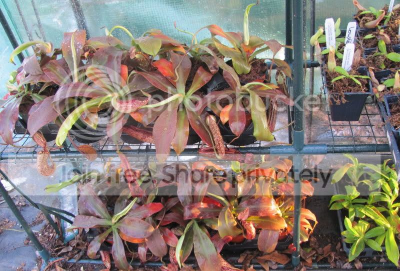 greenhouseshot.jpg