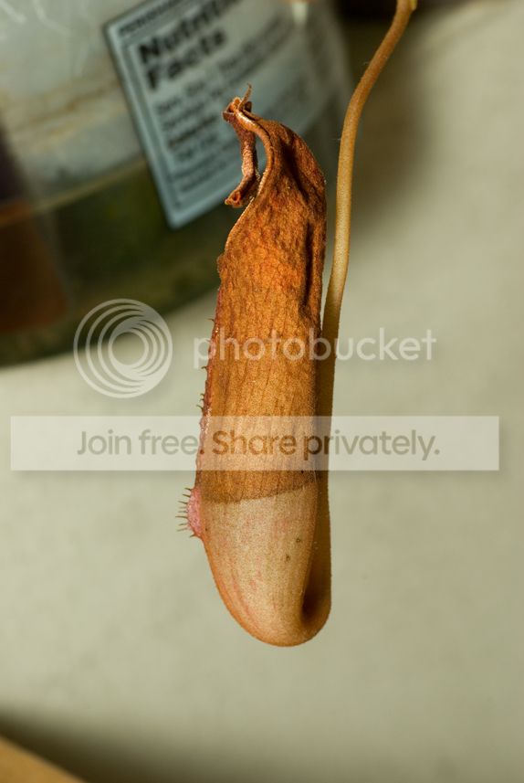 IMGP3909_zpsxmczsflh.jpg