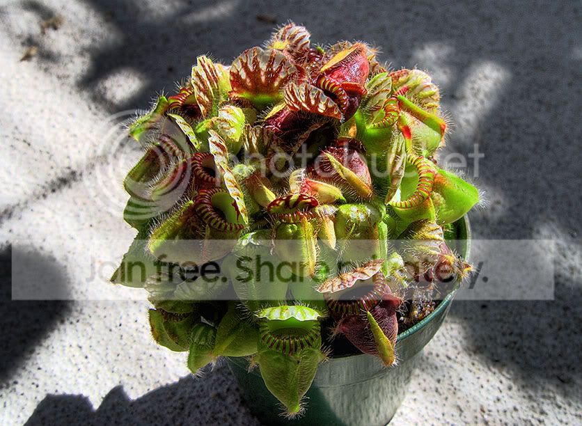 cephalotus_clump.jpg