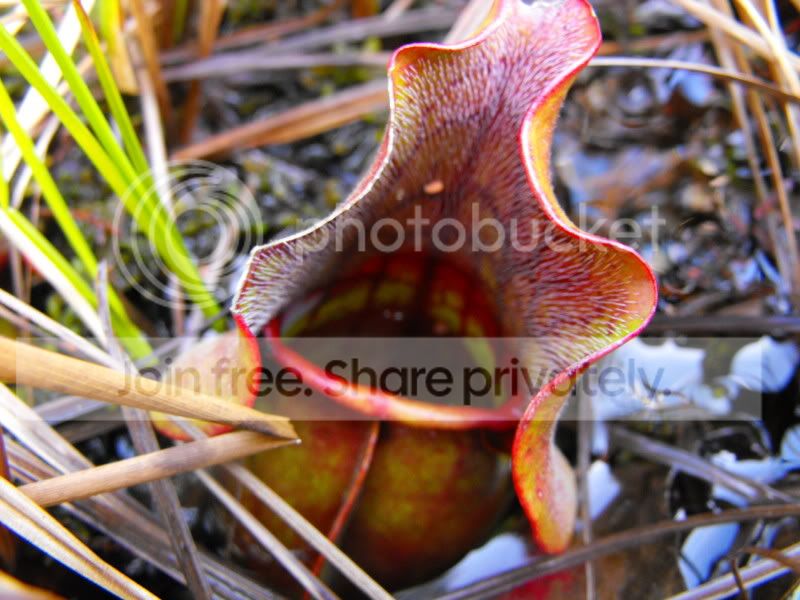GreatSwampPics011.jpg