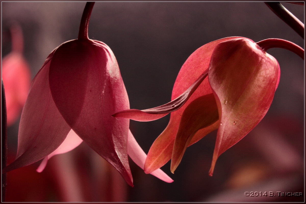 flowers_hf.jpg