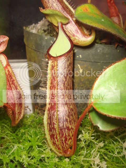 nepenthes_adnata_pitcher1.jpg