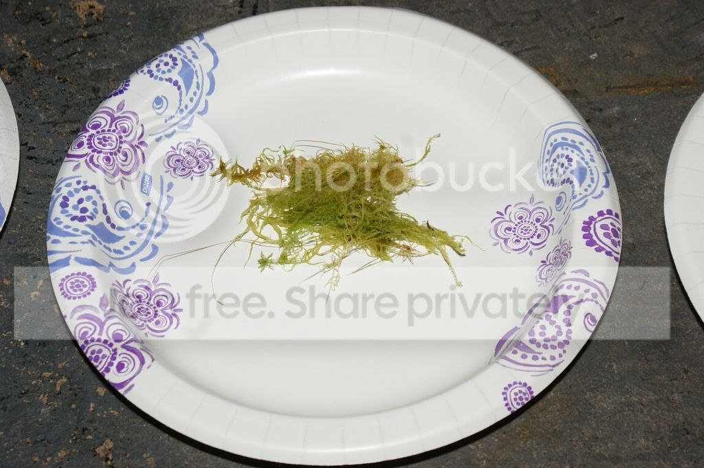 Leaf%20Cutting_006.jpg