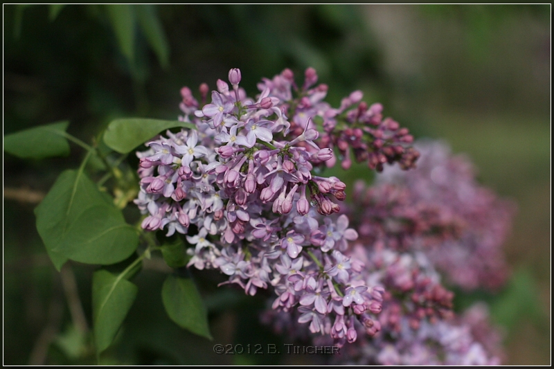 IMG_3086_hf.jpg