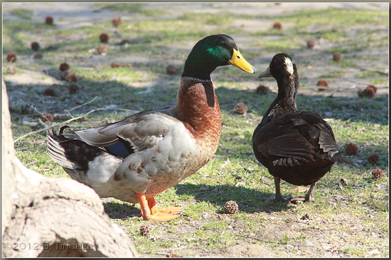 ducks_hf.jpg
