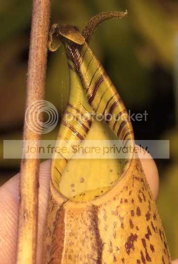 Bicalxspectabilis2.jpg