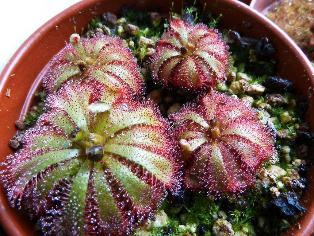 flowerstalkvft12102012018.jpg