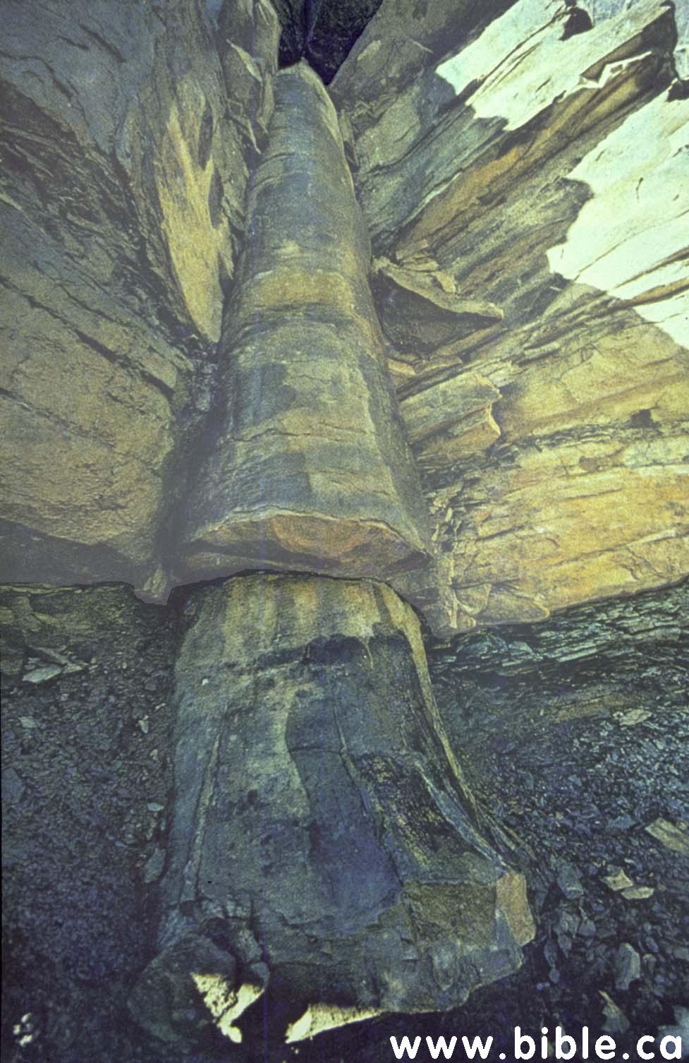 tracks-petrified-tree.jpg