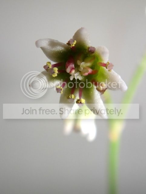 cephalotus_flower_141112.jpg