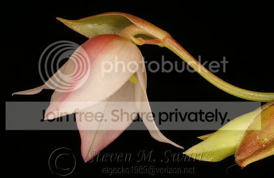 Heli-Flower-003.jpg