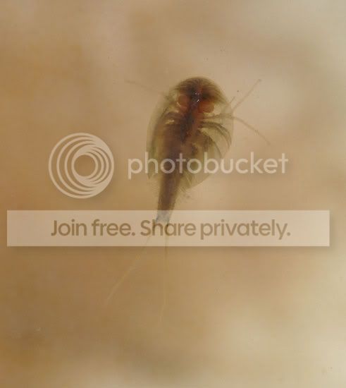 triops-008.jpg
