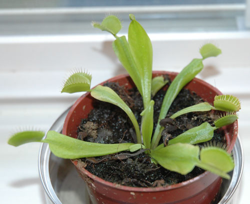 vft2.jpg