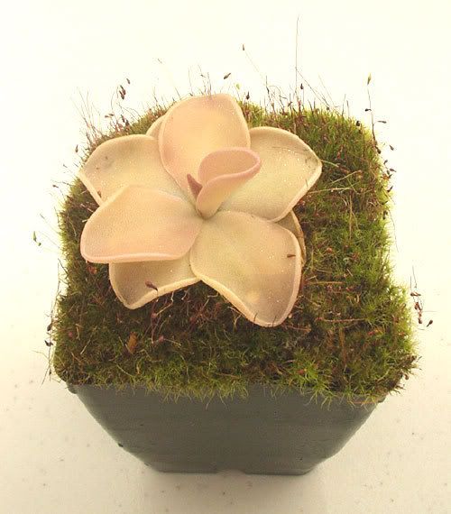 mexicanbutterwort1.jpg