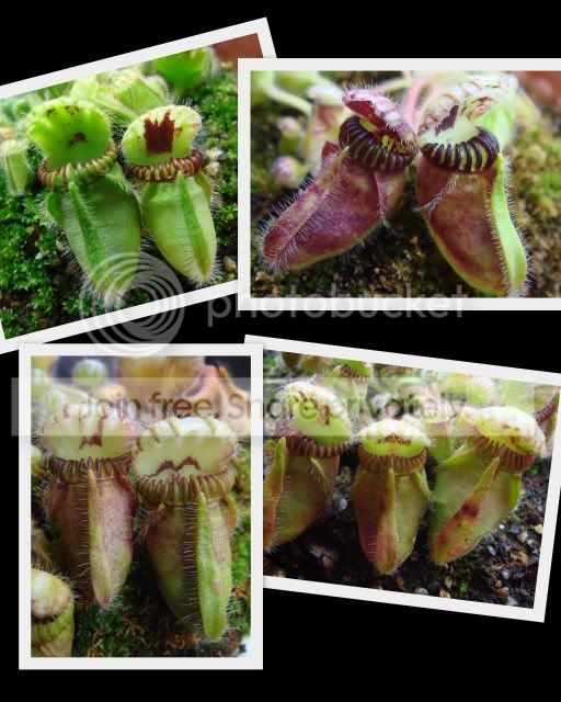 cephalotus_collage2.jpg
