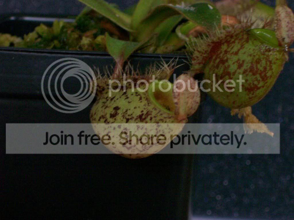plants033.jpg
