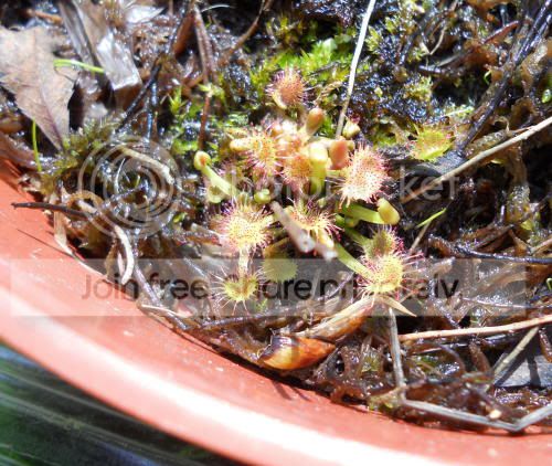 Drotundifolia_5-6-11.jpg