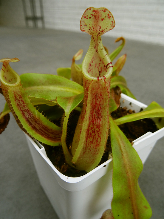 nepenthes-hurreliana-x-veitchii.jpg