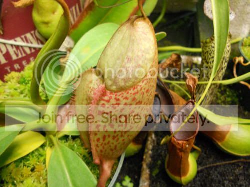 Nburbidgeae_2-9-12.jpg