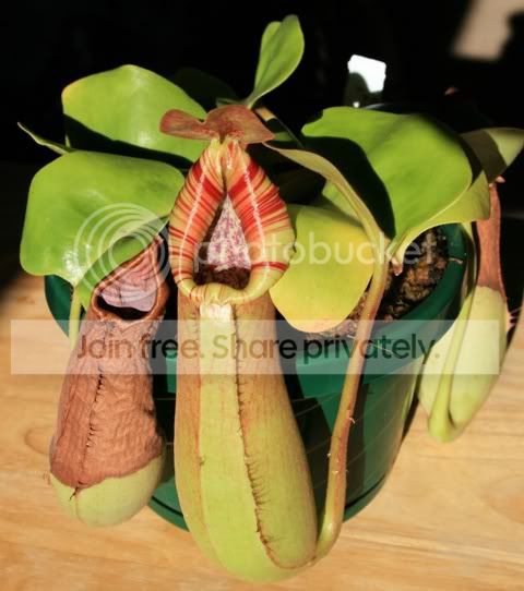 HLtruncata2.jpg