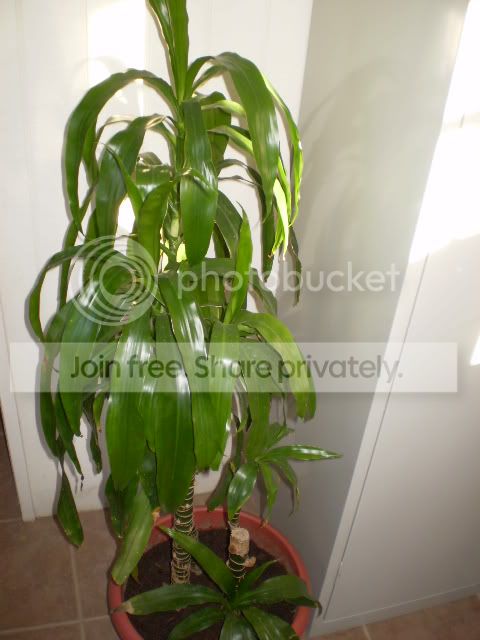 PB190057.jpg