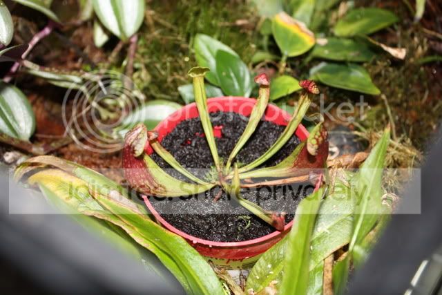 S_purpurea.jpg