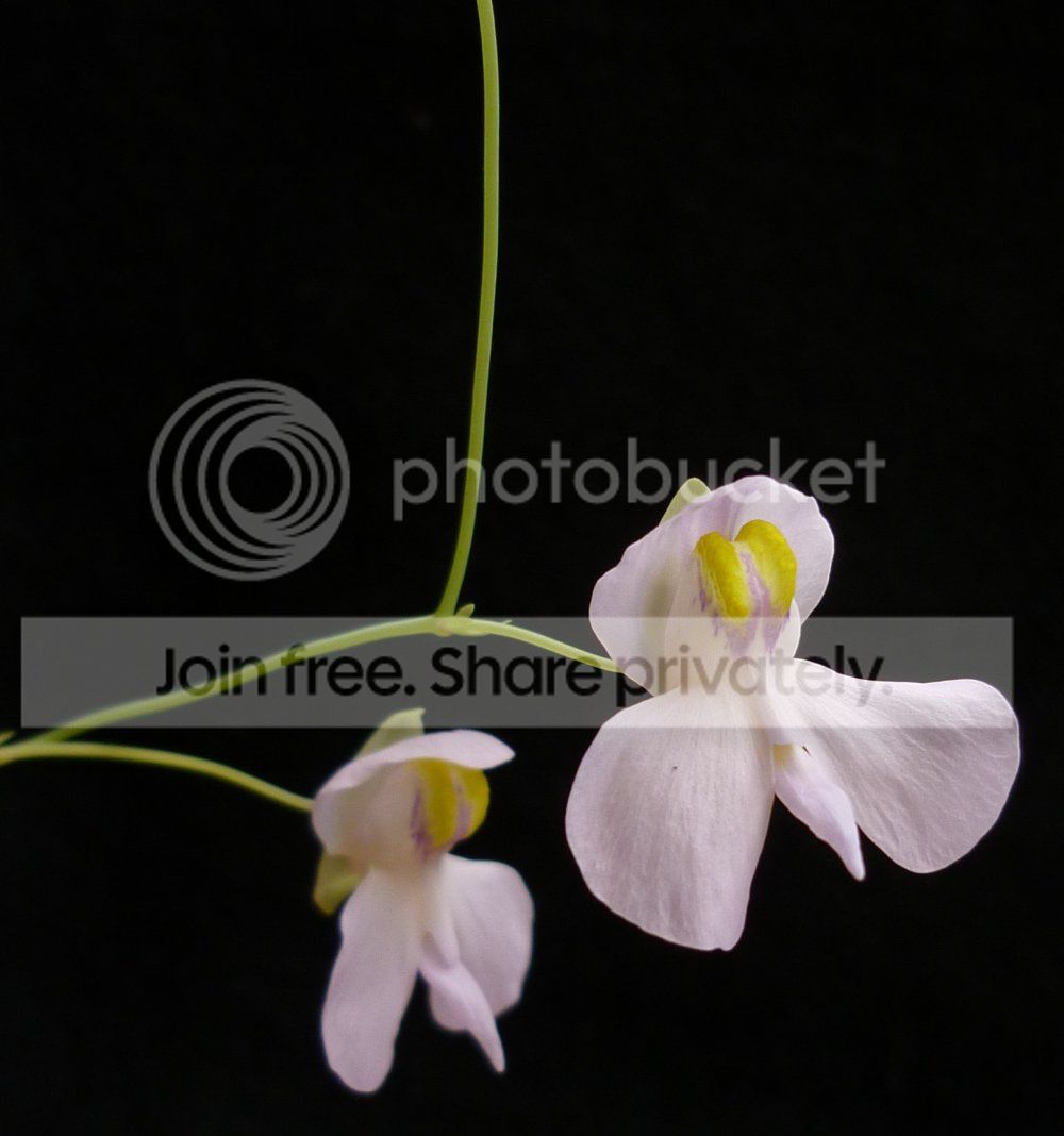 Unephroxnelumbi122712RS.jpg