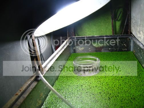 10-gal-duckweed.jpg