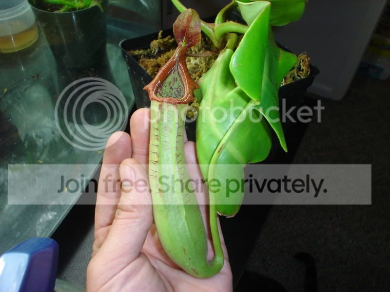 CPs005.jpg