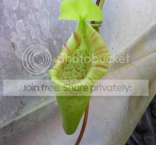 Novata-upper_7-10-11.jpg