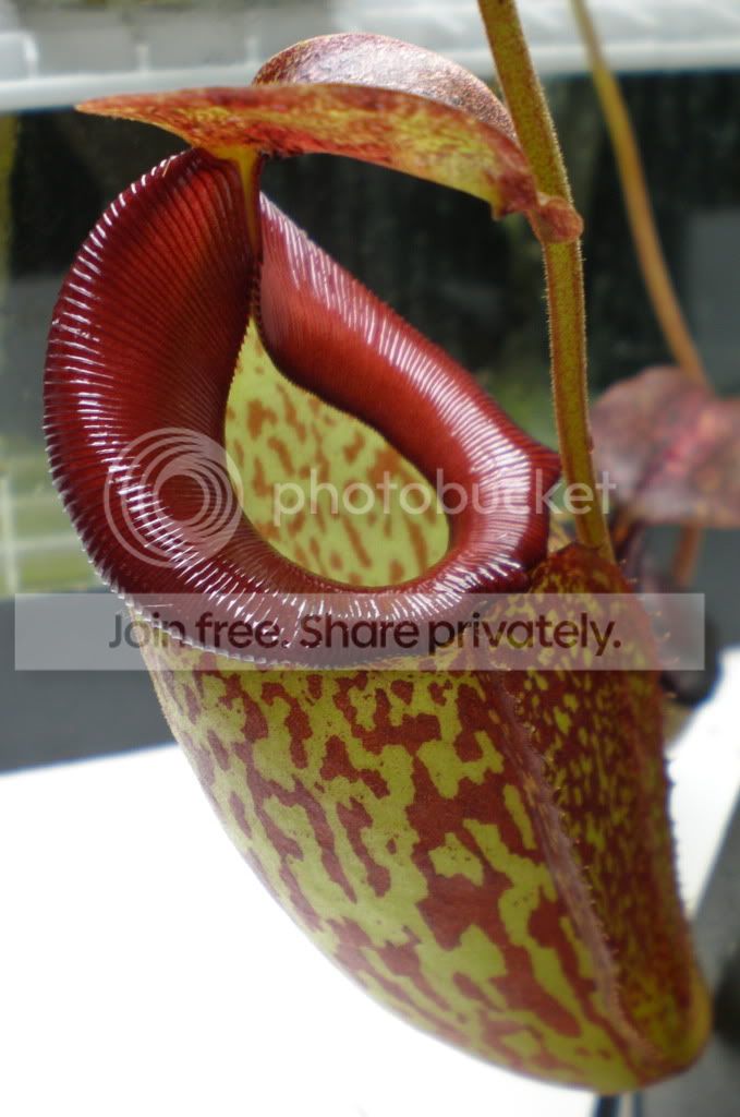 LadyPaulineNewPitcher.jpg