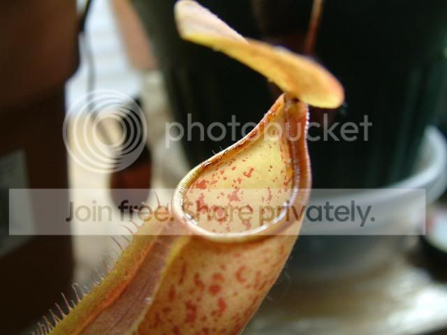 Moreplants005.jpg