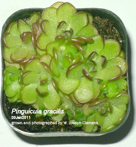 P_gracilis.jpg