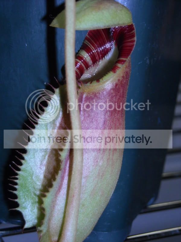 Nephippiata1-42708.jpg