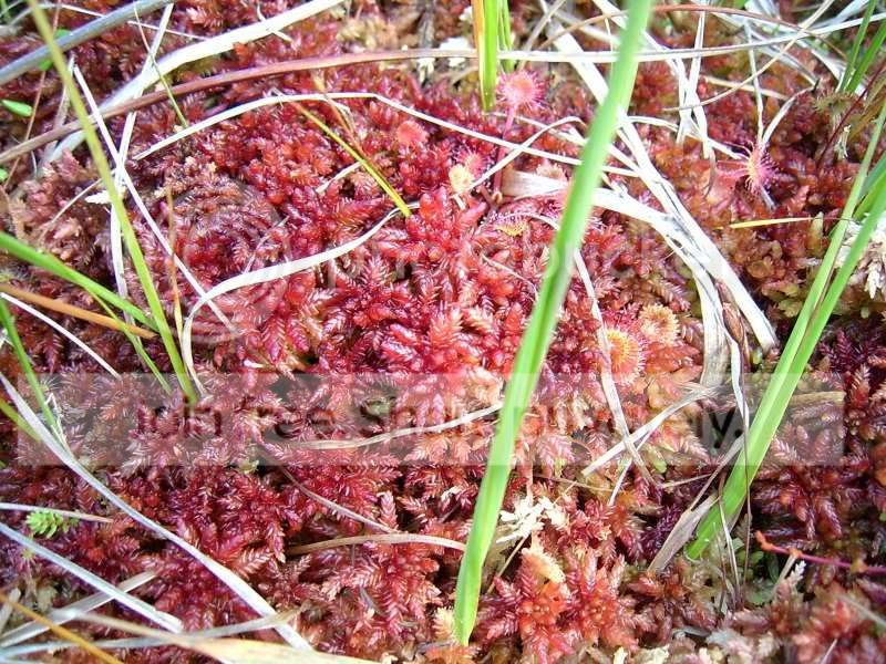 Sphagnum_red_in_Denmark.jpg
