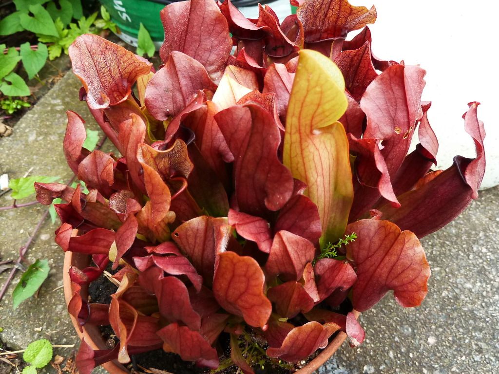 plants10032012051.jpg