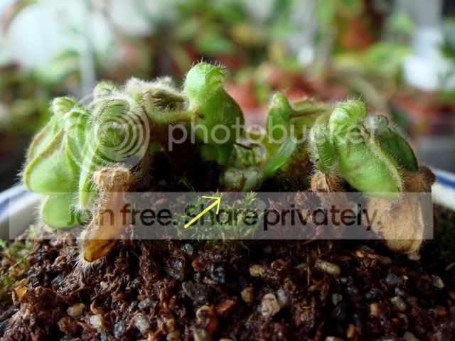 cephalotus_brown_pitchers3.jpg