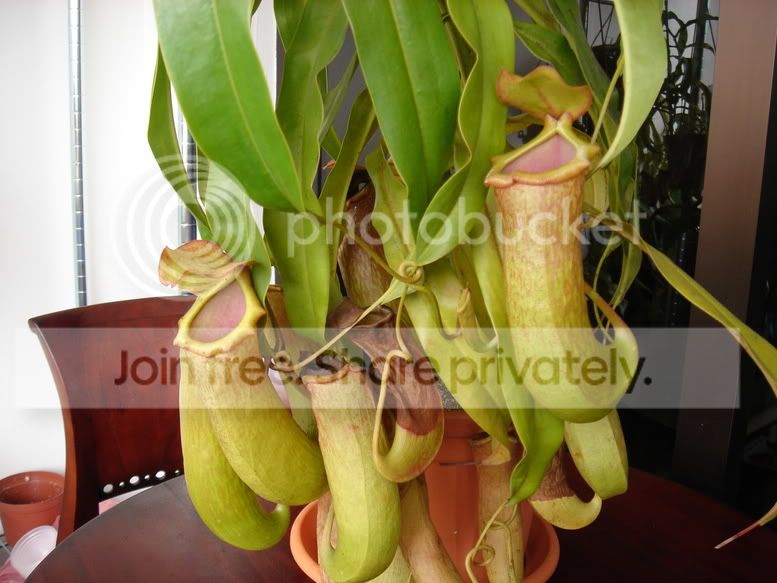 emmareneinterpitchers290106.jpg