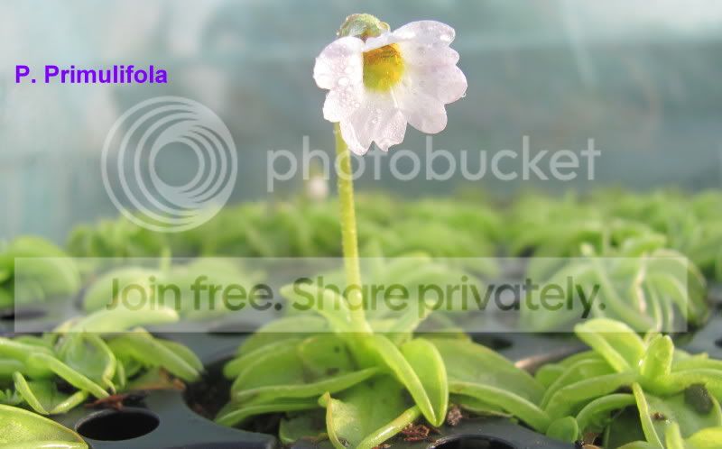 primulifolaflower.jpg