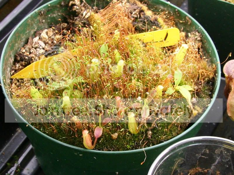 Nseedlingsauction.jpg