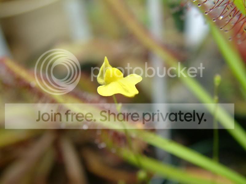 Plantofthemonth002.jpg