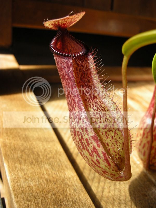 DSCN7100.jpg