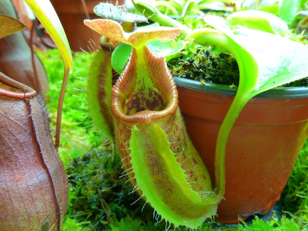 plants10032012069.jpg