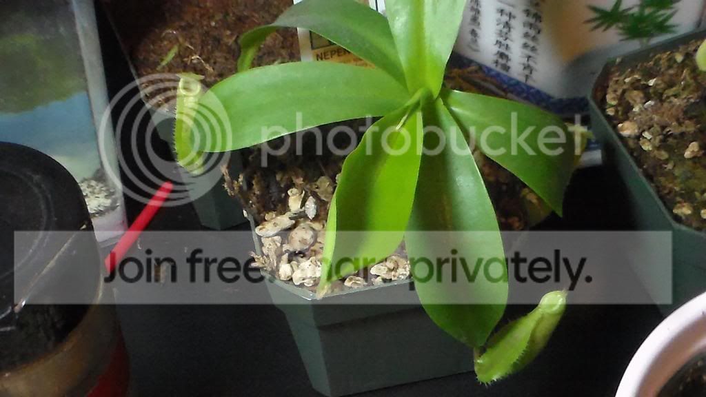 SAM_2493_zps055be0b9.jpg