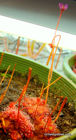 flower_stalk_Drosera_sp_South_Africa.JPG